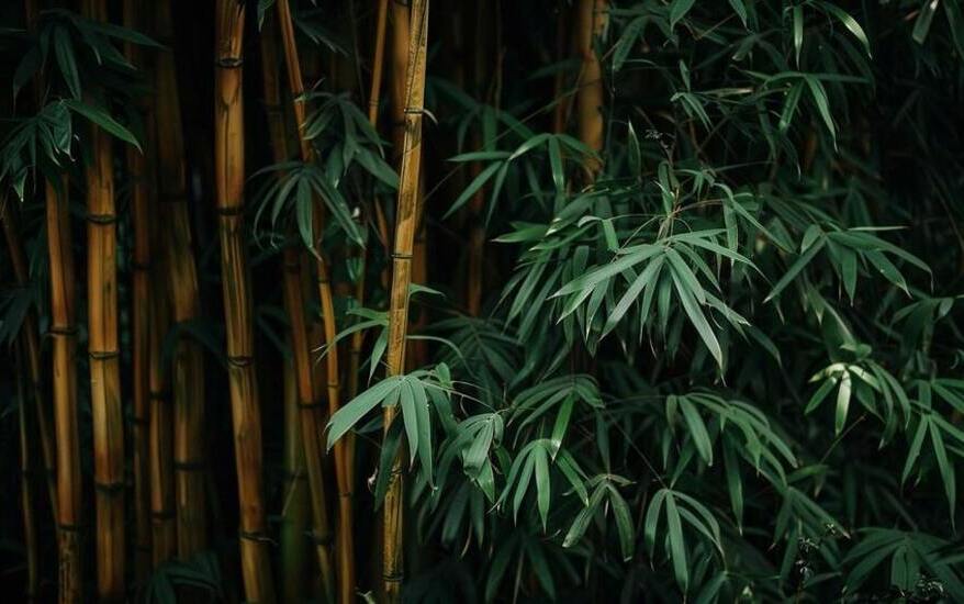 De voordelen en nadelen van bamboe
