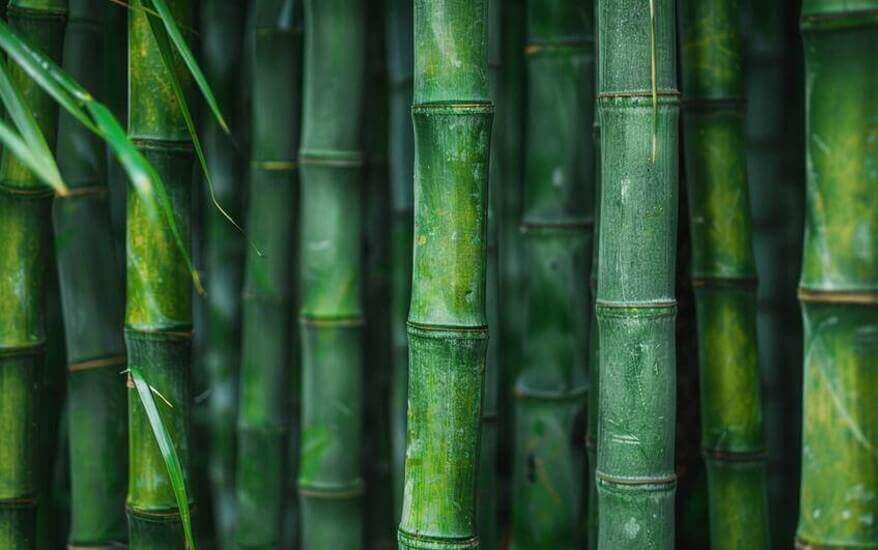 Wat is bamboe? Alle informatie die je nodig hebt.